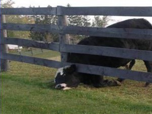 Cow Stuck Under Fence