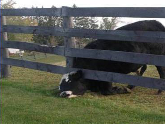 Cow Stuck Under Fence