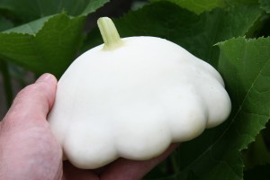 Pattypan Squash