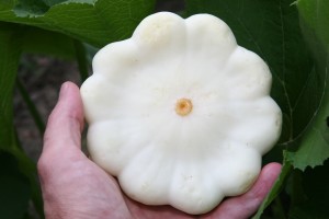 Pattypan Squash