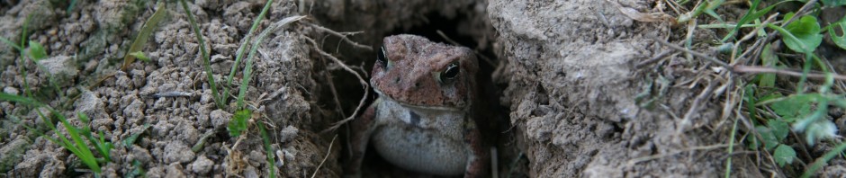 Toad